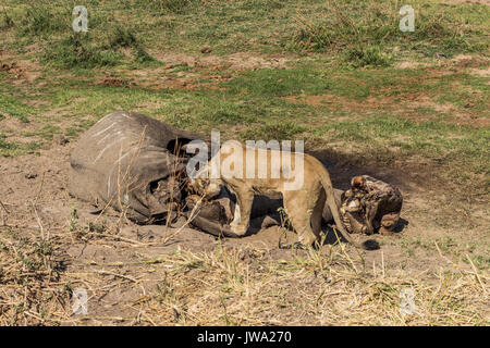 Leonessa (Panthera leo) alimentazione su un elefante africano (Loxodonta africana) carcassa in Ruaha National Park, Tanzania Foto Stock