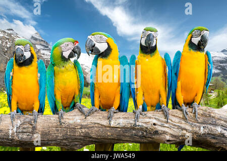 Blu e Oro Macaw contro il paesaggio del fiore giallo campi e scogliere di alta montagna di neve Foto Stock