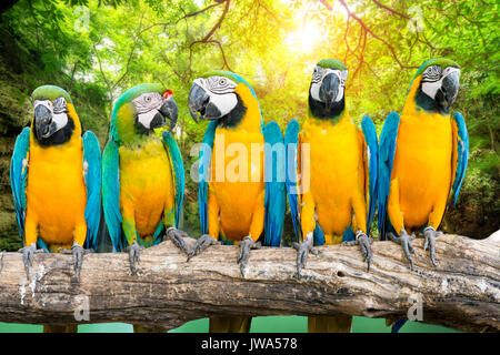 Blu e Oro Macaw contro la cascata tropicale sfondo Foto Stock