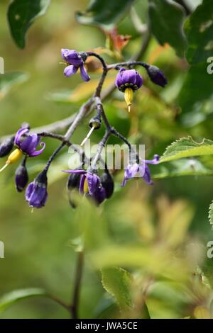 La mortale Nightshade Foto Stock