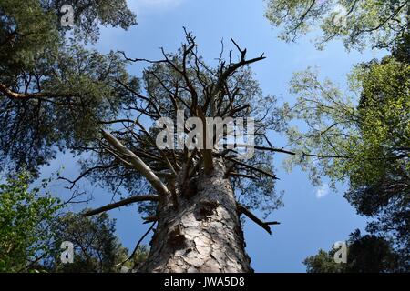 Tree Tops Foto Stock