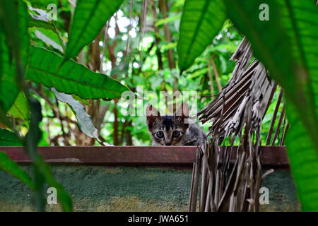 Poco curioso e spaventato gattino grigio in un recinto in mezzo al verde Foto Stock