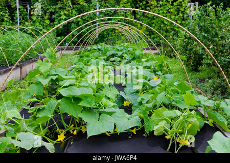 Protezione contro le erbe infestanti quando crescendo i cetrioli con agricoltura arrotolato di copertura non tessuto Foto Stock