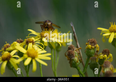 Close up ritratto di hoverfly raccogliendo il polline nettare dal giallo fiore di erba tossica Foto Stock