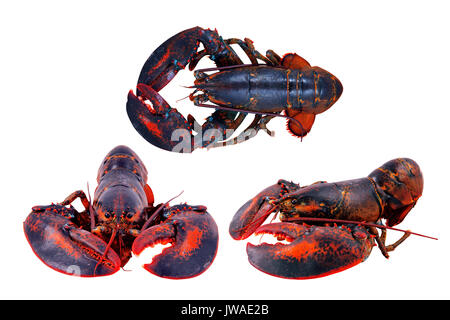 Lobster isolati su sfondo bianco Foto Stock