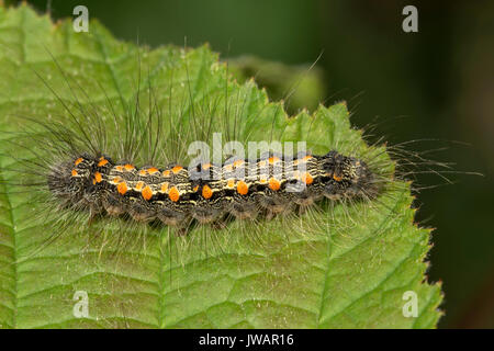 Quattro-avvistato un fante (Lithosia quadra), bruco su foglia, Baden-Württemberg, Germania Foto Stock