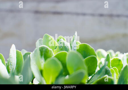 Verde di sedum succulente pianta con semplice orientamento orizzontale crescente e splendente sotto il sole di primavera. Luminosa e ariosa e immagine. Foto Stock