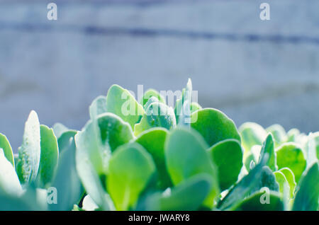 Verde di sedum succulente pianta con semplice orientamento orizzontale crescente e splendente sotto il sole di primavera. Luminosa e ariosa e immagine. Foto Stock