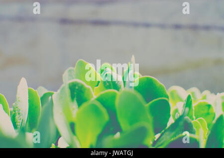 Verde di sedum succulente pianta con semplice orientamento orizzontale crescente e splendente sotto il sole di primavera. Luminosa e ariosa e immagine. Foto Stock