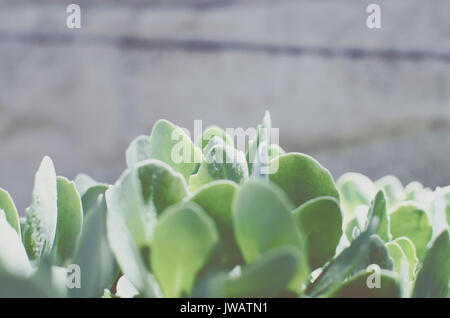 Verde di sedum succulente pianta con semplice orientamento orizzontale crescente e splendente sotto il sole di primavera. Luminosa e ariosa e immagine. Foto Stock