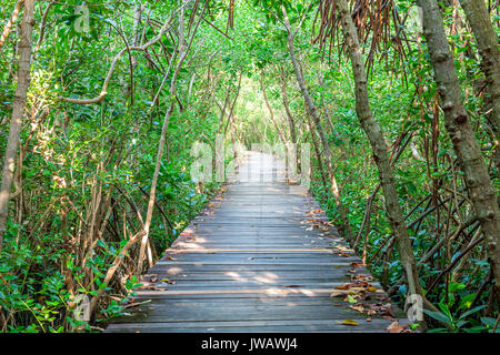 Ponte di legno e la foresta di mangrovie. Foto Stock