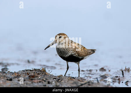 Dunlin (Calidris alpina) in allevamento piumaggio rovistando sulla spiaggia in estate Foto Stock