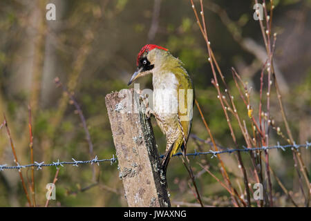 Unione picchio verde (Picus viridis) femmina appollaiata su una vecchia staccionata in legno post Foto Stock