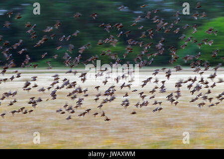Unione starling murmuration / grande gregge di comune storni (Sturnus vulgaris) in volo sopra il campo in estate Foto Stock
