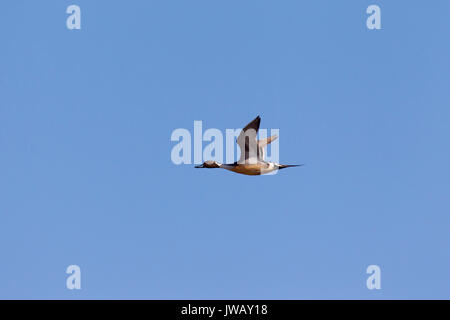 Northern pintail (Anas acuta) maschio in volo contro il cielo blu Foto Stock