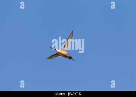 Northern pintail (Anas acuta) maschio in volo contro il cielo blu Foto Stock