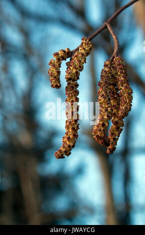 Amenti maschili di un Alder (Alnus spp) Foto Stock