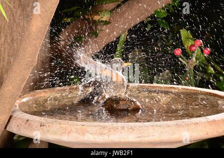 Tordo oliva (TURDUS Olivaceus) di balneazione in un giardino bagno degli uccelli. I foraggi su terra, esecuzione di arresto e becchettare sul terreno o figliata di foglia. Abbastanza tame. Foto Stock