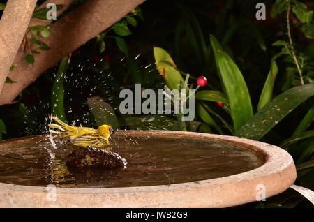 Golden Vescovo (EUPLECTES AFER) prendere un bagno in un giardino bagno degli uccelli. Maschio costruisce una allungata a forma di palla nido da lunghi filamenti di erba alta al di sopra del suolo. Foto Stock