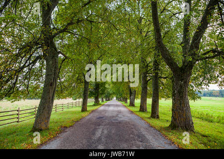 Vecchio linden vicolo lungo la strada nel parco Foto Stock