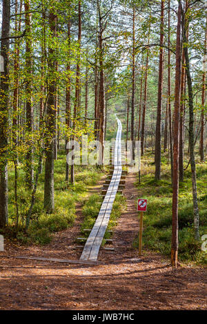 Forest percorso di legno sentiero attraverso le zone umide in Estonia Foto Stock