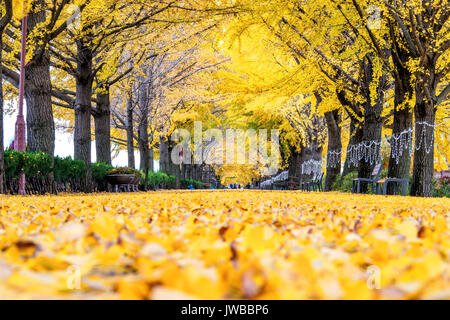 Fila di giallo ginkgo in Asan, Corea. Foto Stock