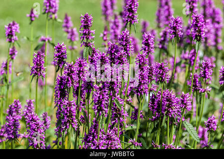 Viola il giardino di piante medicinali viola Betony Stachys officinalis Betonica officinalis Foto Stock