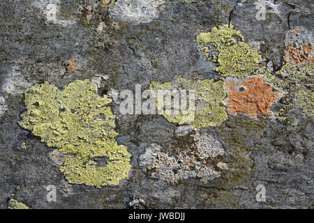 Il Lichen coperto ardesia rock in un abbandonate cave di ardesia nel Galles del Nord. Il lichen è di vari colori e crescente sul bottino di ardesia. Foto Stock