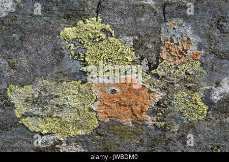 Il Lichen coperto ardesia rock in un abbandonate cave di ardesia nel Galles del Nord. Il lichen è di vari colori e crescente sul bottino di ardesia. Foto Stock