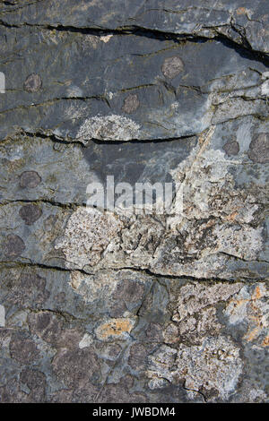 Il Lichen coperto ardesia rock in un abbandonate cave di ardesia nel Galles del Nord. Il lichen è di vari colori e crescente sul bottino di ardesia. Foto Stock