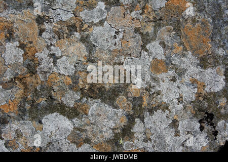 Il Lichen coperto ardesia rock in un abbandonate cave di ardesia nel Galles del Nord. Il lichen è di vari colori e crescente sul bottino di ardesia. Foto Stock