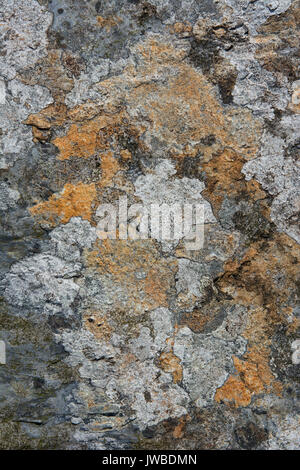 Il Lichen coperto ardesia rock in un abbandonate cave di ardesia nel Galles del Nord. Il lichen è di vari colori e crescente sul bottino di ardesia. Foto Stock