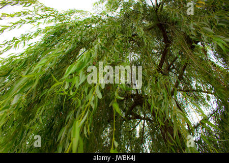 Willow. bellissimo albero verde. La luce del sole e foglie. Foto Stock