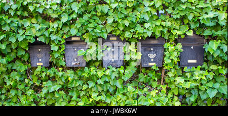 Cassette postali. pianta verde parete. città di Salamanca, Spagna. Foto Stock