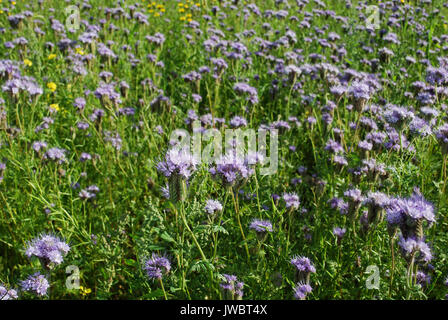 Blue phacelia (Phacelia tanacetifolia Benth) bloom sulla piantagione. Foto Stock