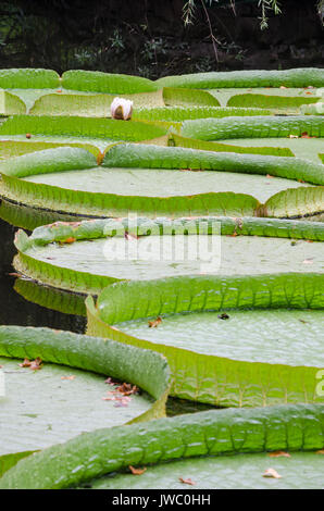 Waterlilies nelle persone Park in Cina a Shanghai. Foto Stock