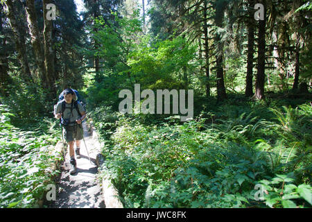 Hoh river trail, rain forest, il Parco Nazionale di Olympic, nello Stato di Washington, USA, America Foto Stock