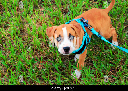 Un giovanissimo pit bull cucciolo con un guinzaglio blu e il sistema di cavi sulla sua prima a piedi essendo addestrati. Foto Stock