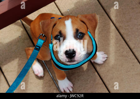 Un giovanissimo pit bull cucciolo con un guinzaglio blu e il sistema di cavi sulla sua prima a piedi essendo addestrati. Foto Stock
