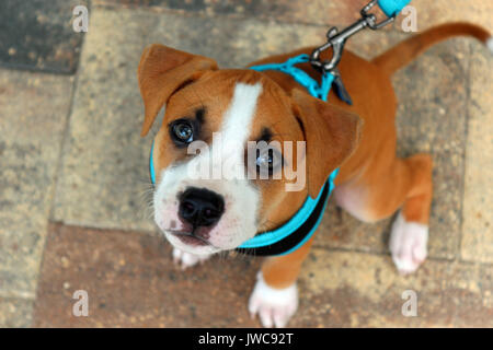 Un giovanissimo pit bull cucciolo con un guinzaglio blu e il sistema di cavi sulla sua prima a piedi essendo addestrati. Foto Stock