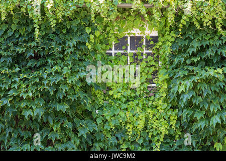 Parthenocissus tricuspidata. Boston Ivy che copre una parete e la finestra di una casa. Goring-on-Thames, Oxfordshire, Inghilterra Foto Stock