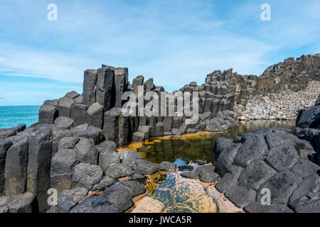 Basalto esagonale colonna dal mare, Blackhead, Dunedin, Otago, Isola del Sud, Nuova Zelanda Foto Stock