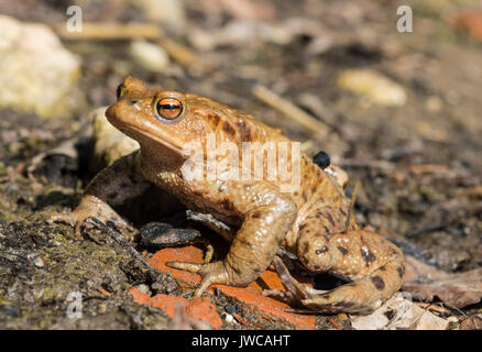 Rospi comuni (Bufo bufo), coniugata ad acqua, Stallauer Weiher, Baviera, Germania Foto Stock