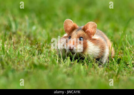 Unione hamster (Cricetus cricetus) seduti nel prato, Austria Foto Stock