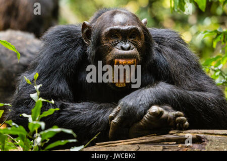 Scimpanzé comune (Pan troglodytes) nella foresta di Kibale, Parco Nazionale, Uganda Foto Stock