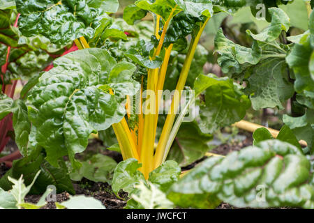 Rainbow Chard piante che crescono nel terreno Foto Stock