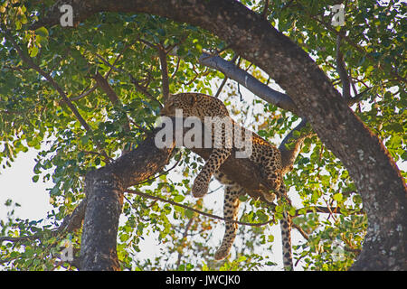 Leopard in albero Madikwe Game Reserve in Sud Africa Foto Stock