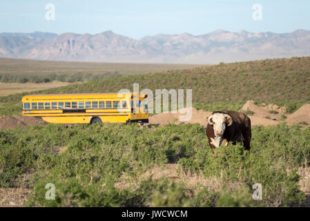 Latte di mucca e di bus di scuola nel deserto del Nevada.s Foto Stock