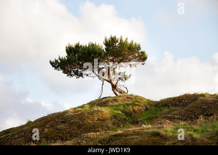 Secondo la guida Lonely Tree sulla collina in Norvegia Bomlo Foto Stock