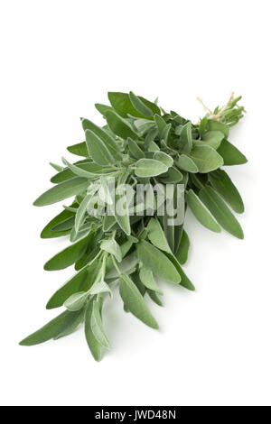 Singole raccolte fresche bundle organico di rametti di salvia su sfondo bianco Foto Stock